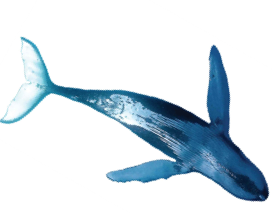 Whale2cutout.jpg